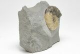 Jurassic Ammonite (Asteroceras) Fossil - Dorset, England #206499-2